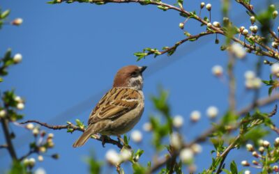 Sparrow in the bible meaning