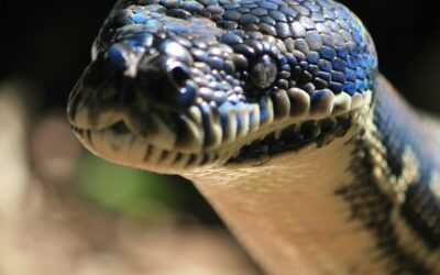 Biblical Meaning of Snakes in Dreams