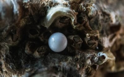 Pearls in the bible