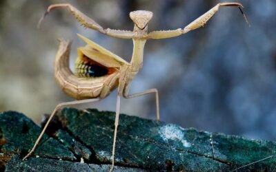 Praying mantis meaning in the bible