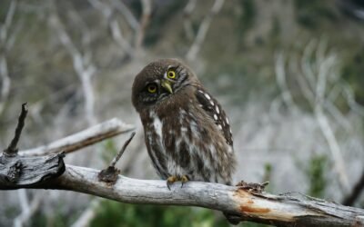 Meaning of the owl in the bible