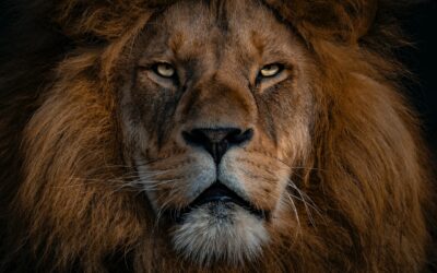 Lion of God
